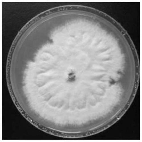 Endophytic fungi of Dendrobium officinale and its application