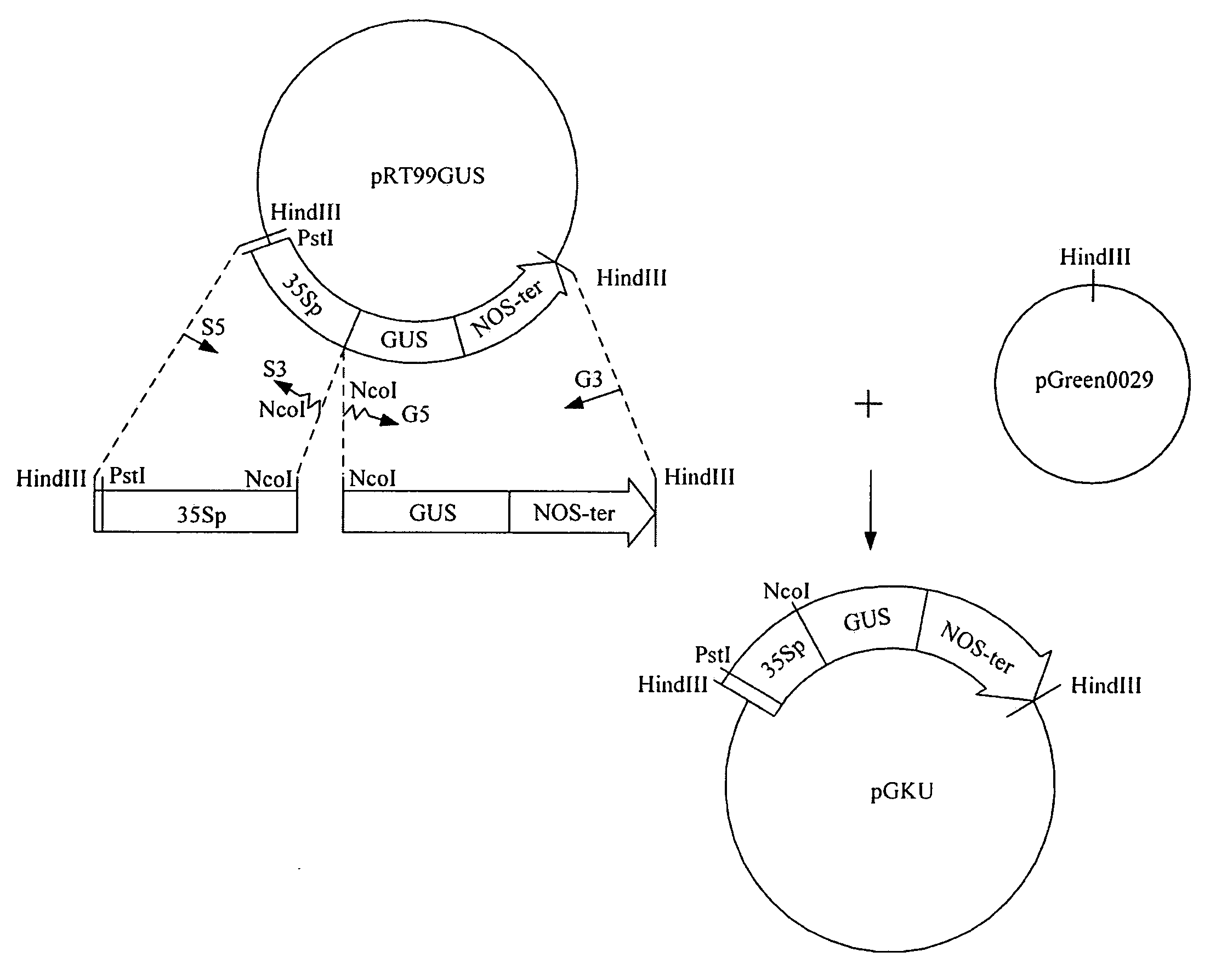 Flower Tissue-Specific Promoter and Uses Thereof