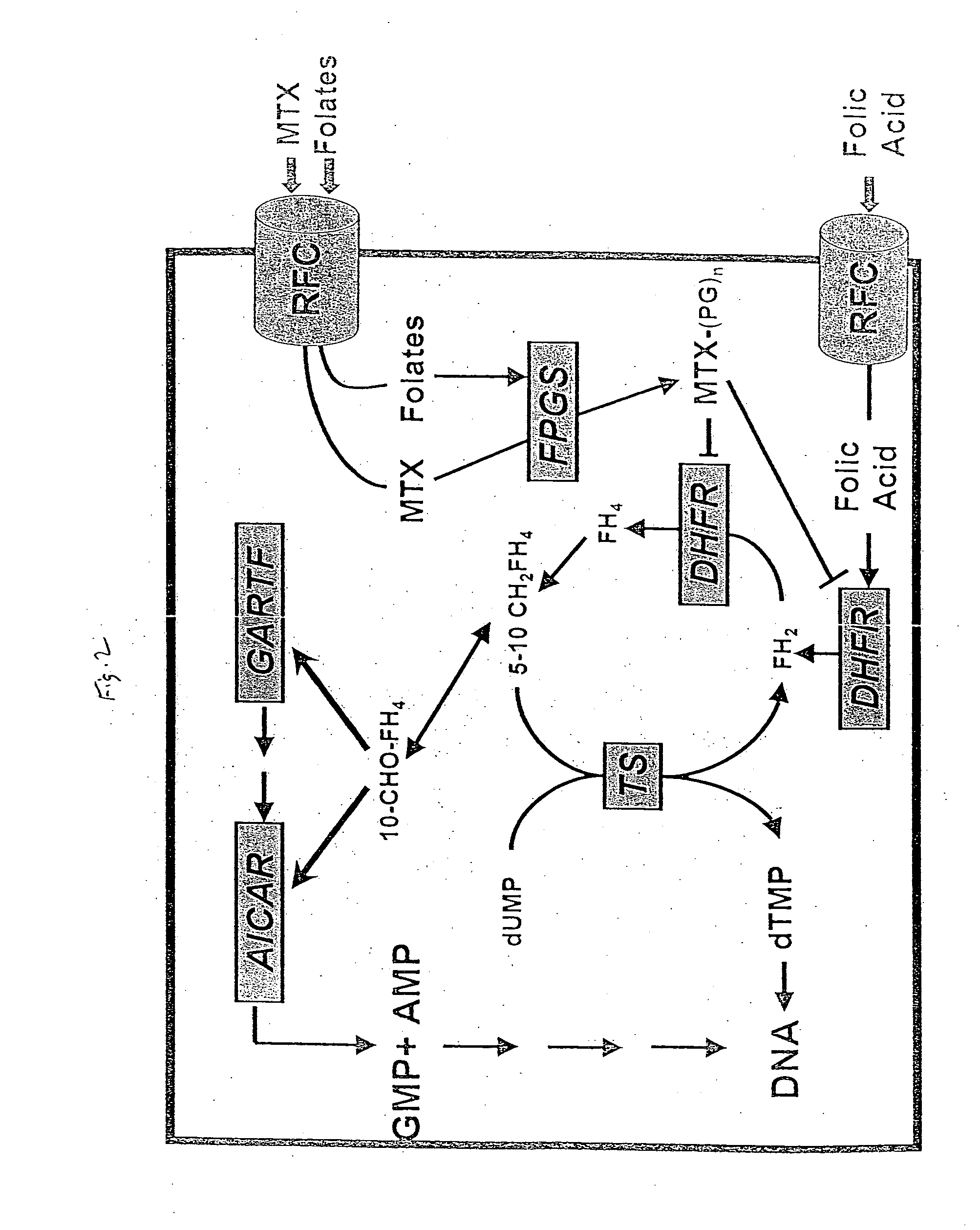 Method of and kit for assessing responsiveness of cancer patients to antifolate chemotherapy