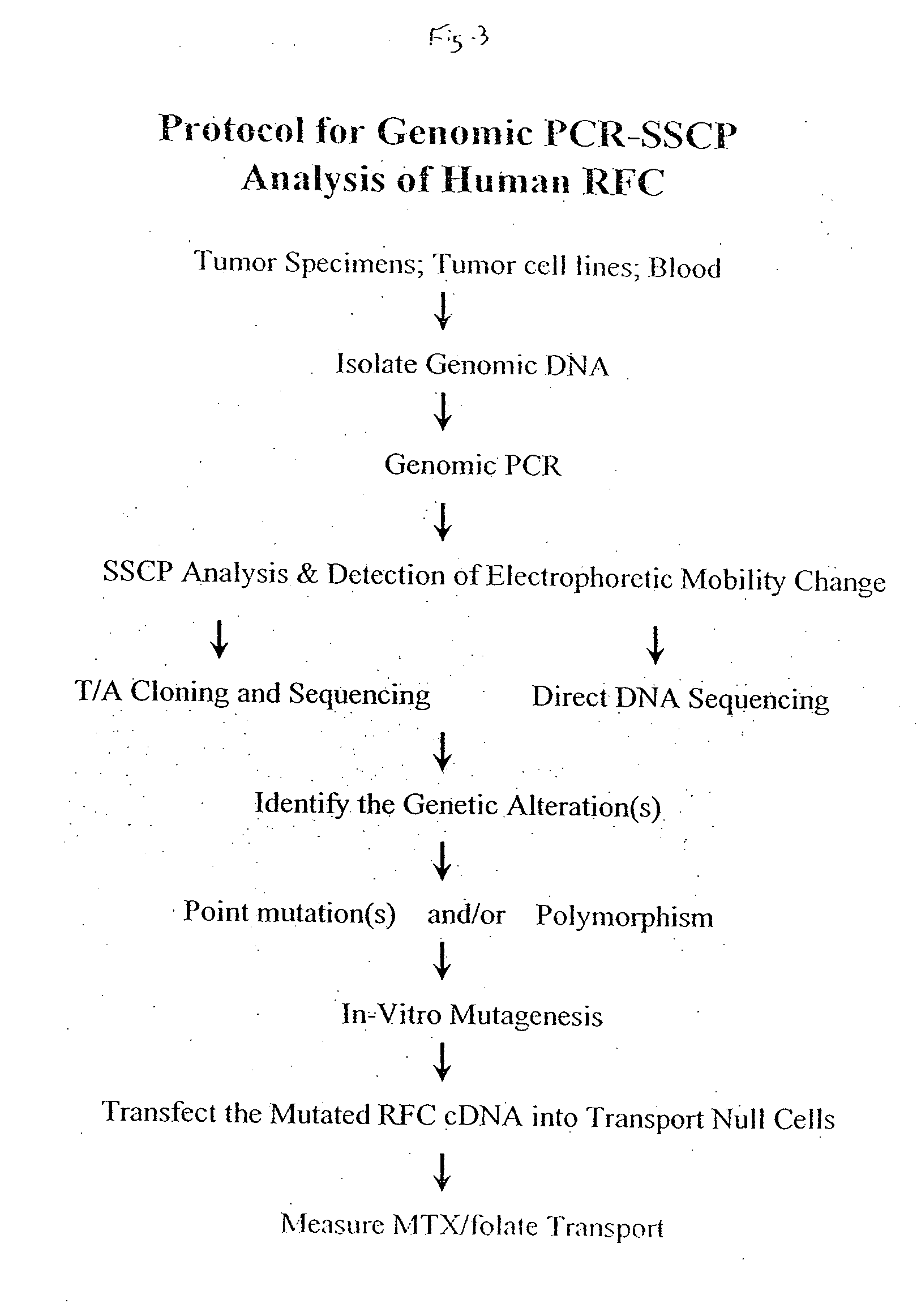 Method of and kit for assessing responsiveness of cancer patients to antifolate chemotherapy