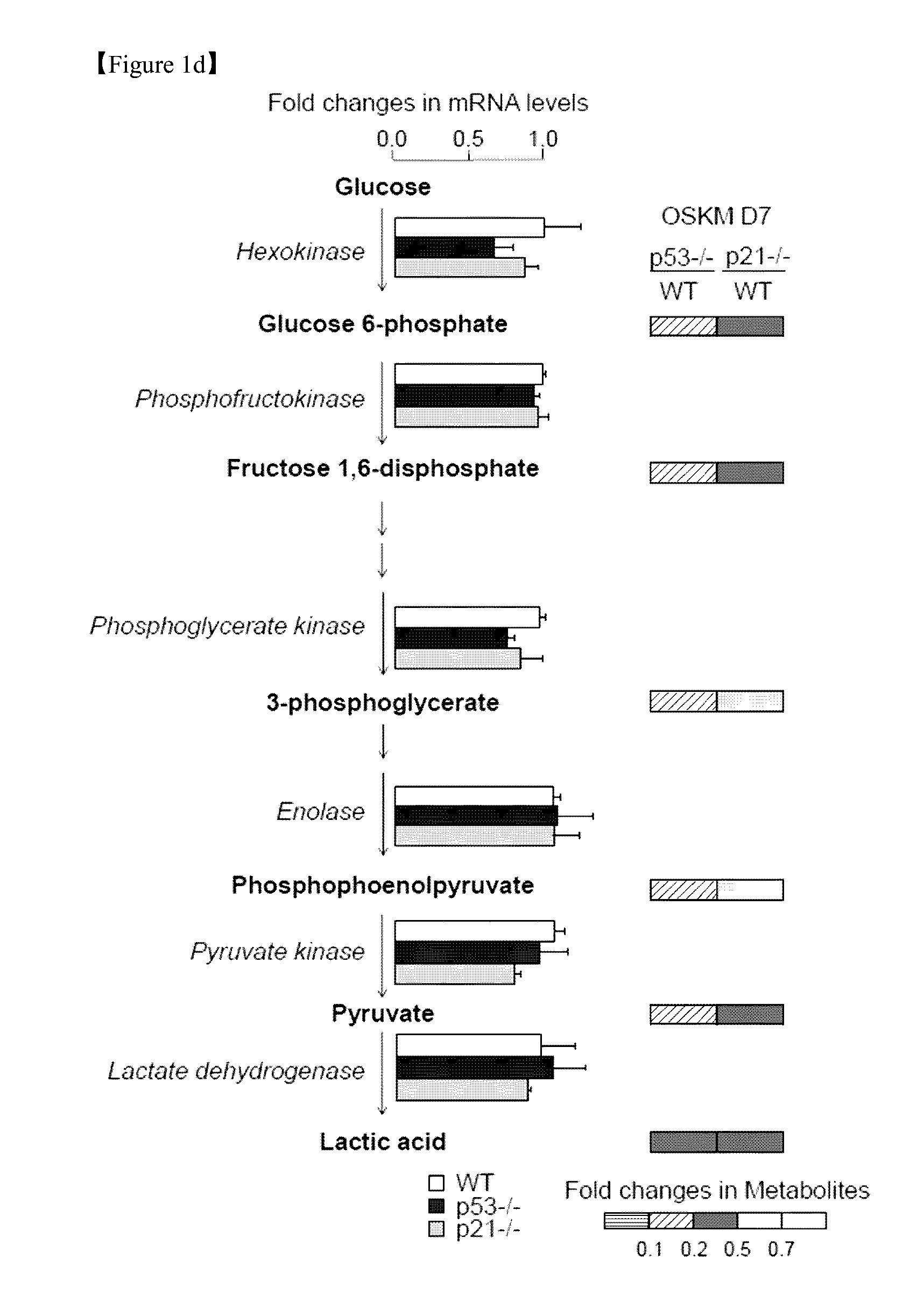 Compositions comprising a mitofusin inhibitor for promoting cell reprogramming and a use thereof