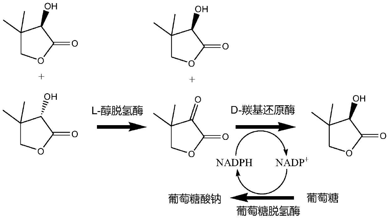 Multienzyme recombinant cell and method of synthesizing D-pantolactone through multienzyme cascade catalysis