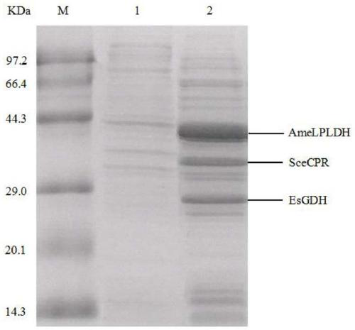 Multienzyme recombinant cell and method of synthesizing D-pantolactone through multienzyme cascade catalysis