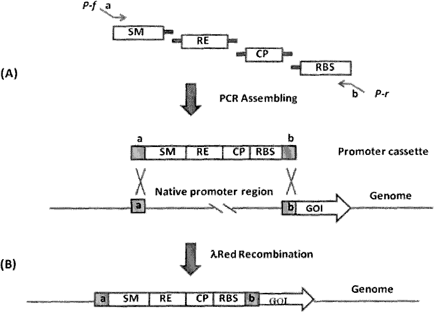 Method for regulating chromosome genome functions by using combined promoter