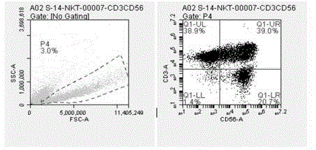 Method of carrying out isolated culture on immune cells by virtue of peripheral blood