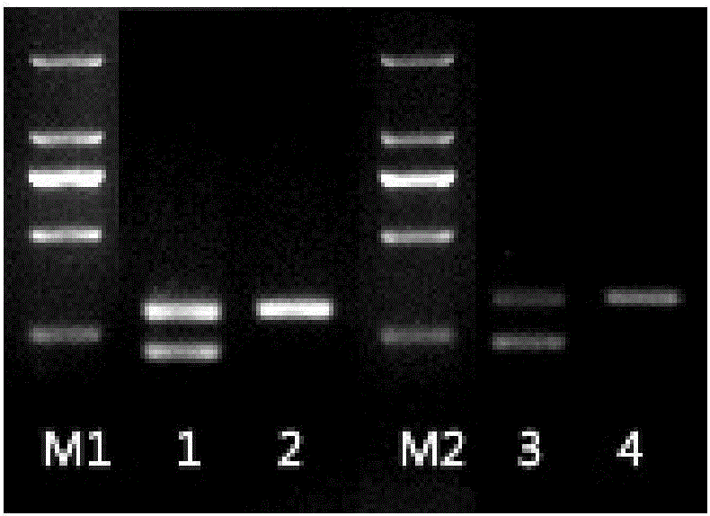 Infectious spleen and kidney necrosis virus (ISKNV) gene intron and its use in distinguishing of live and inactivated ISKNVs