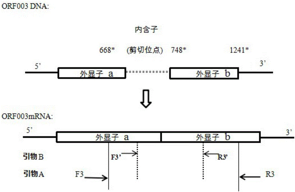 Infectious spleen and kidney necrosis virus (ISKNV) gene intron and its use in distinguishing of live and inactivated ISKNVs