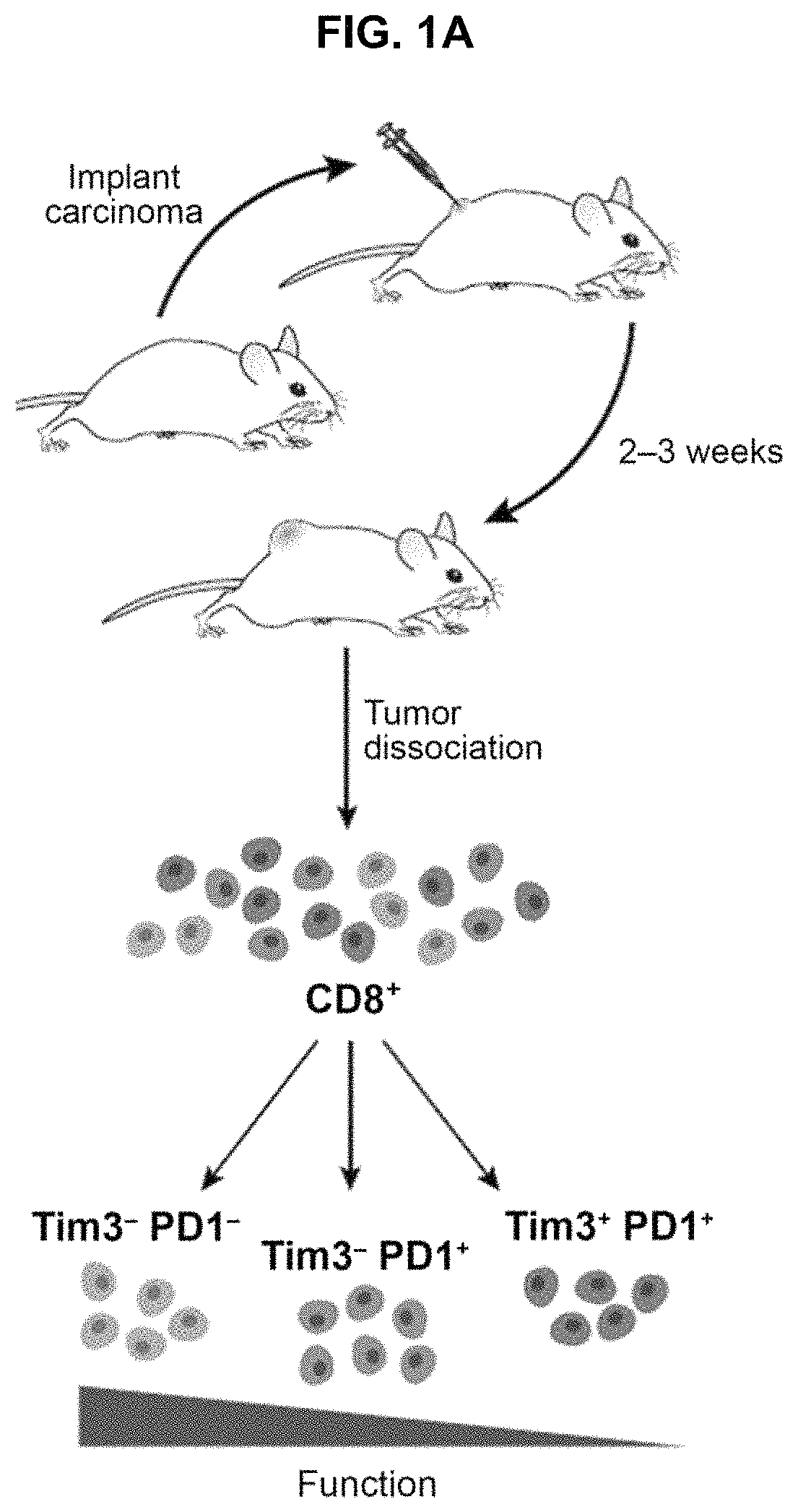 Compositions and methods for evaluating and modulating immune responses by detecting and targeting POU2AF1