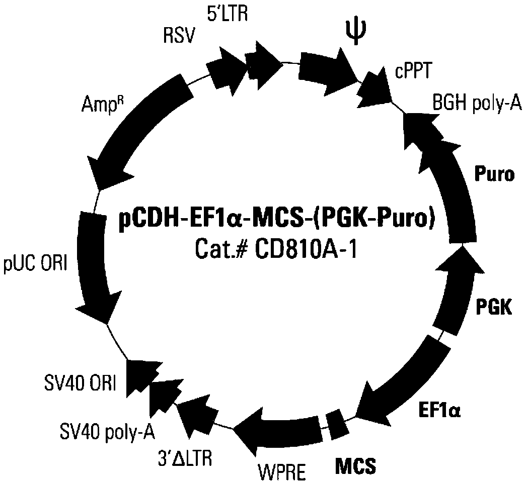 Double-target CAR-T therapy vector for colon cancer, and construction method and application of double-target CAR-T therapy vector