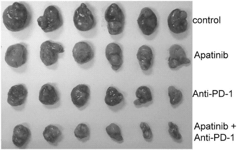 Application of apatinib and anti-PD-1 antibody combination to preparation of colon cancer medicines