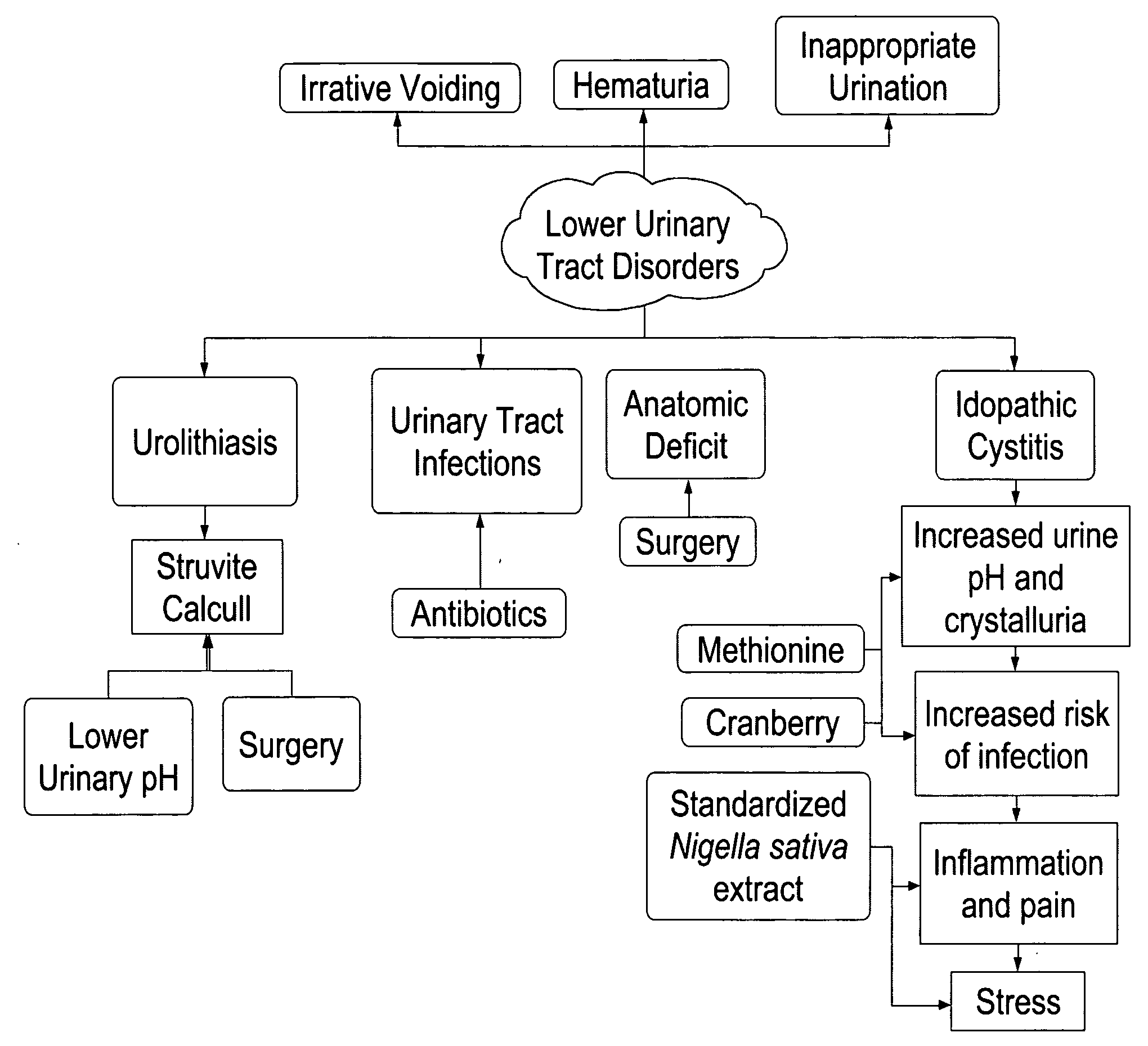 Formulations containing thymoquinone for urinary health