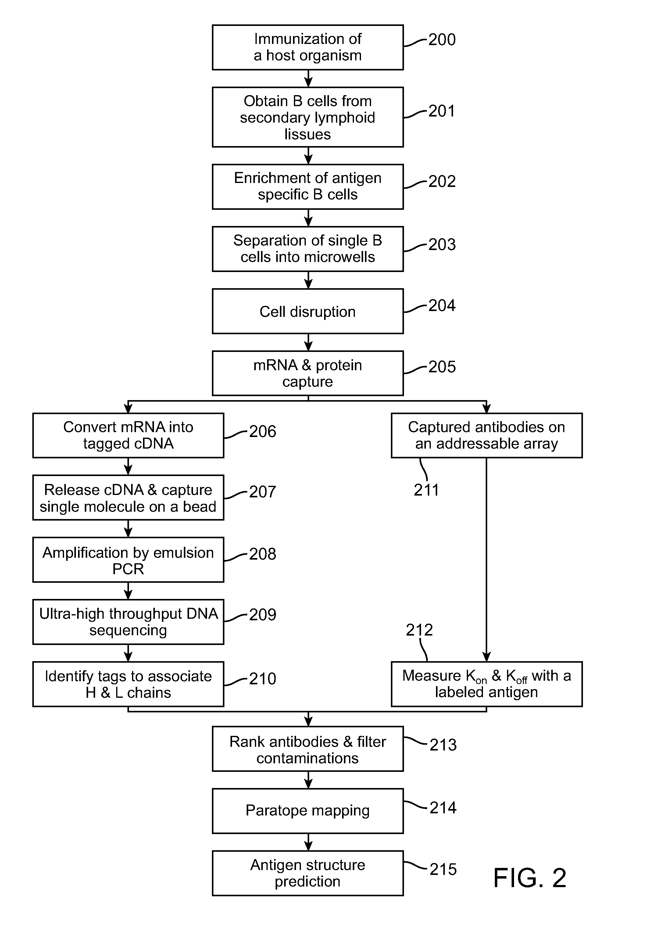 Method of obtaining antibodies of interest and nucleotides encoding same