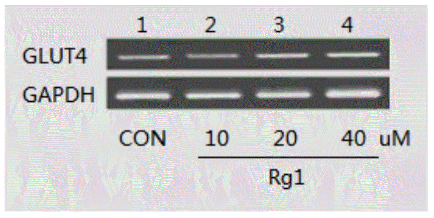 Application of ginsenoside Rg1 in preparation of health product capable of improving kinetism of organisms