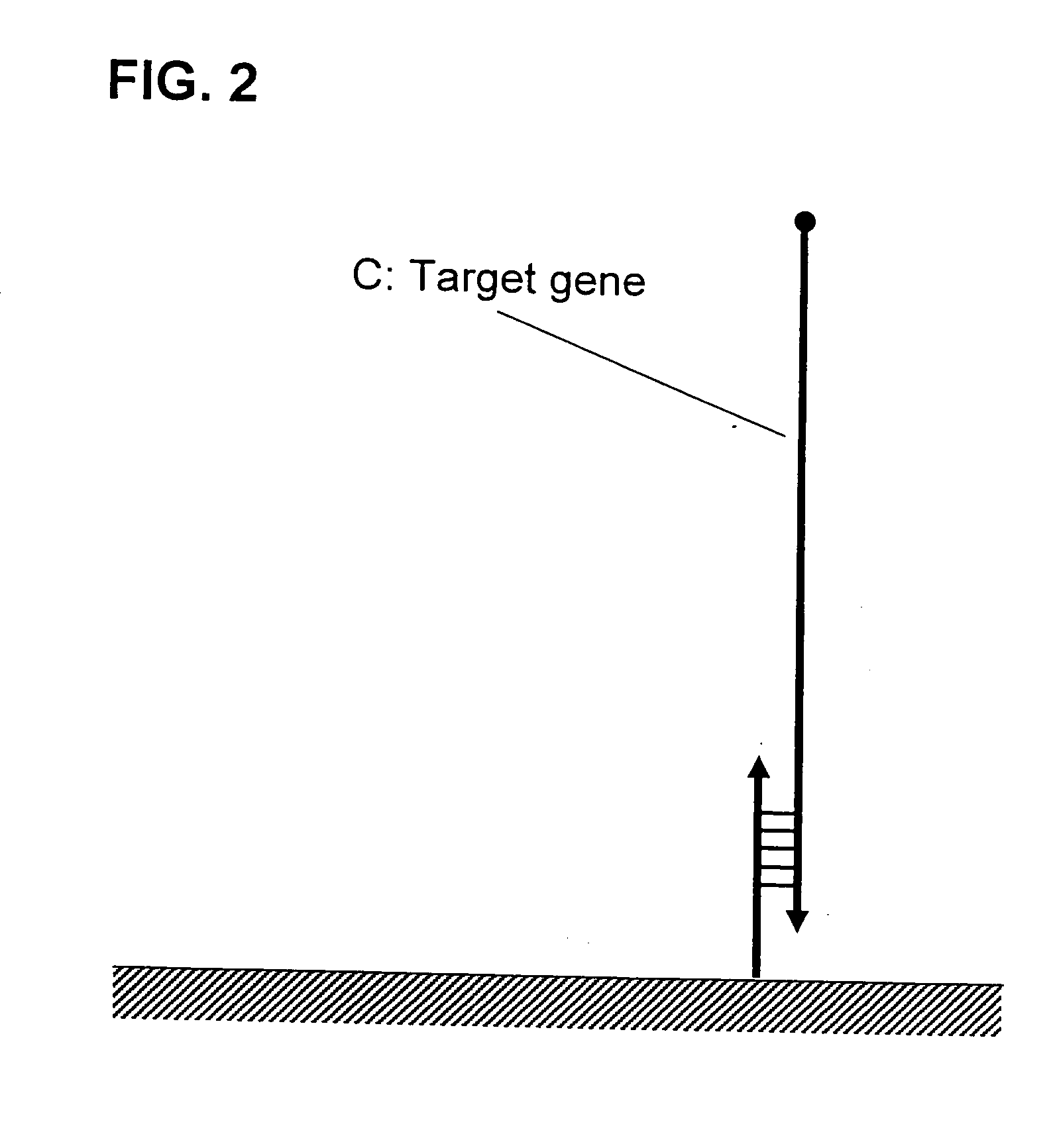 Method f amplifying dna chip signals