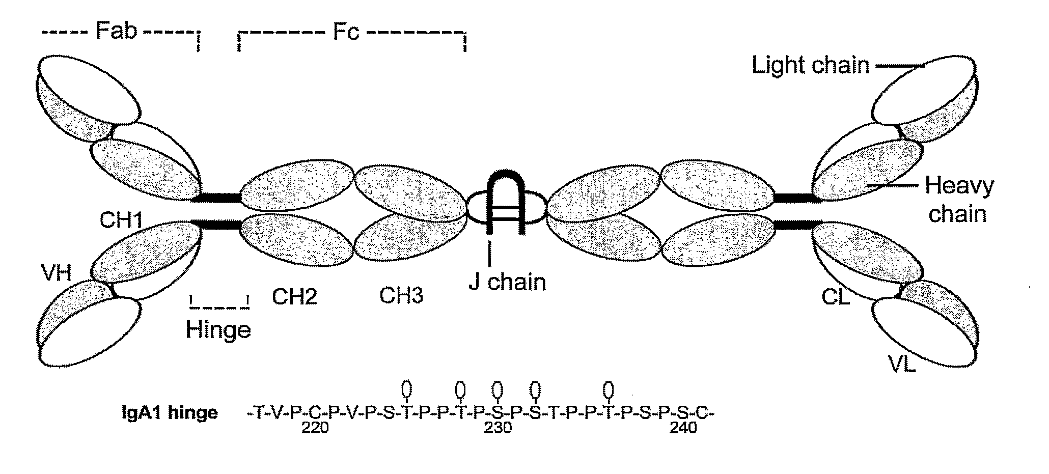 Methods and compositions for diagnosis of iga-and igm-mediated kidney diseases