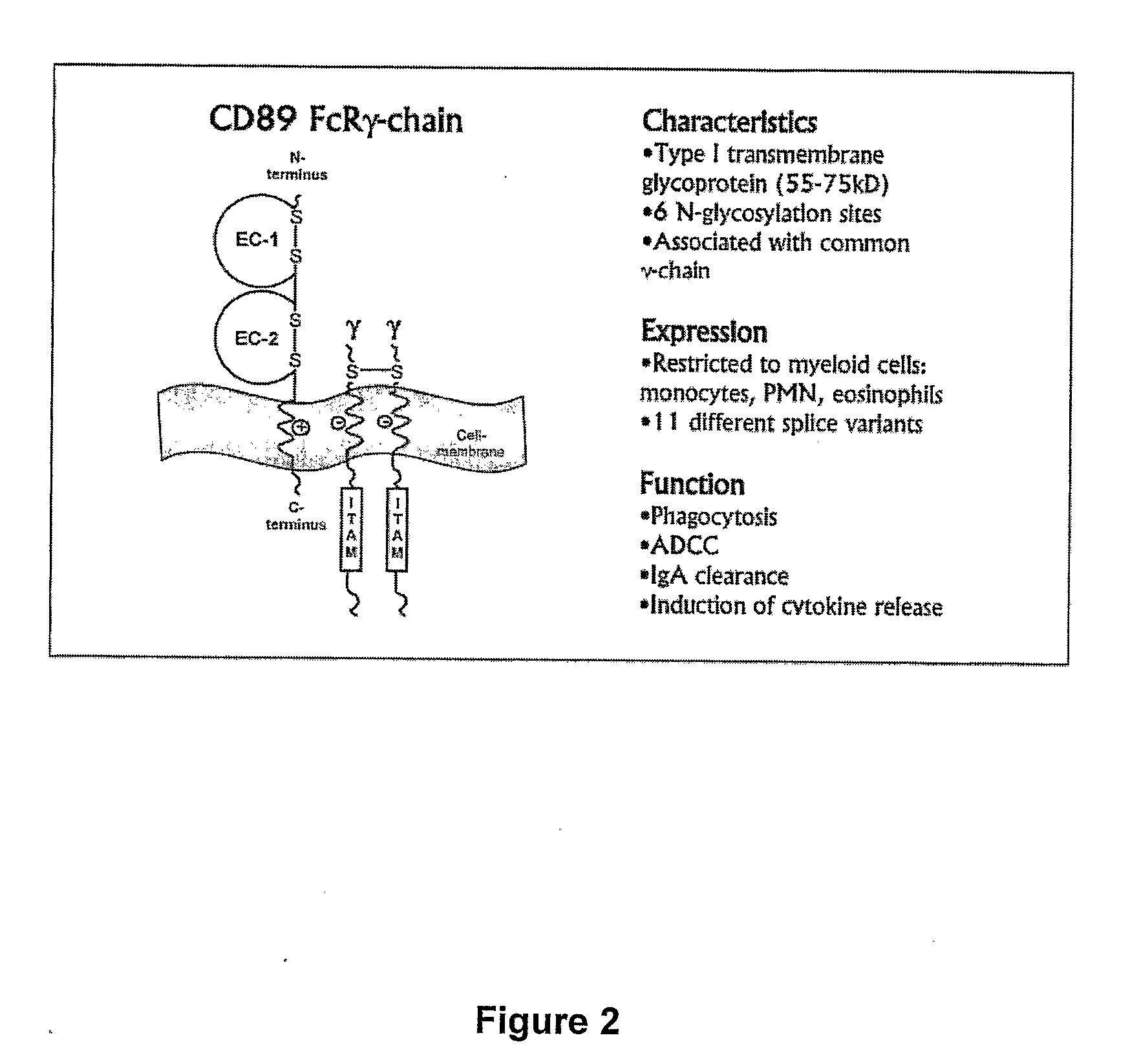 Methods and compositions for diagnosis of iga-and igm-mediated kidney diseases