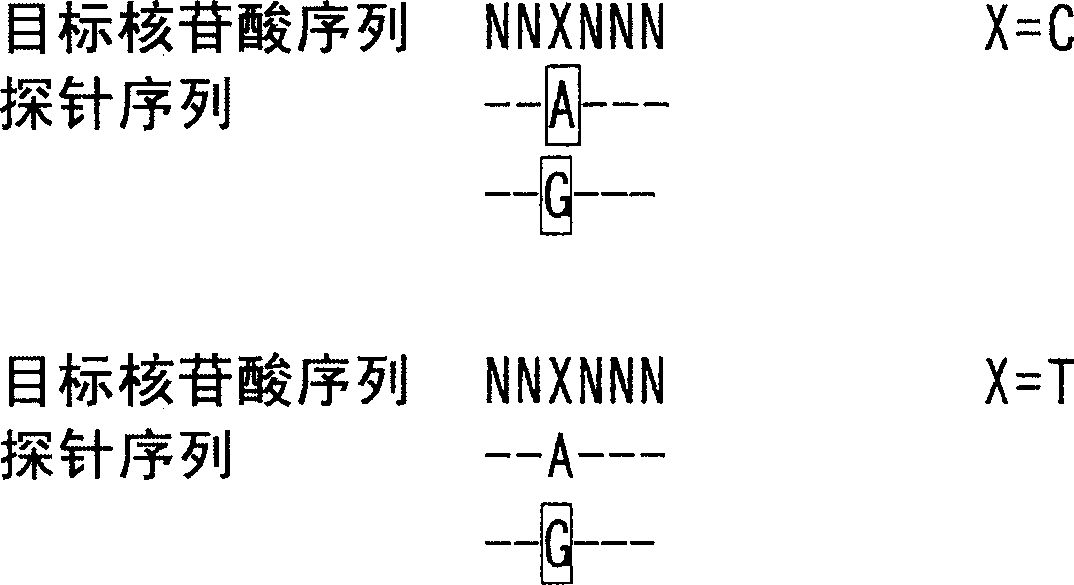 Nucleotide derivatives and DNA microarray