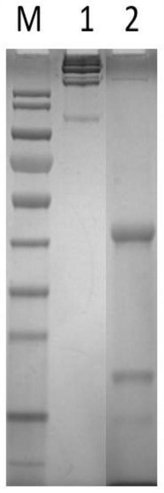 Purification methods of four blood-derived proteins