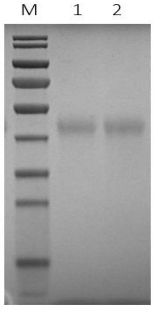 Purification methods of four blood-derived proteins