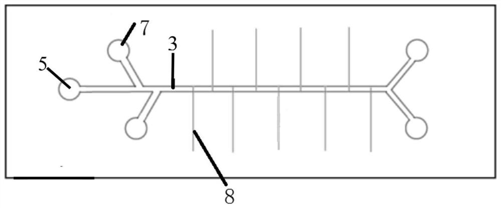 Micro-fluidic chip for detecting survivable organisms in water body and detection method