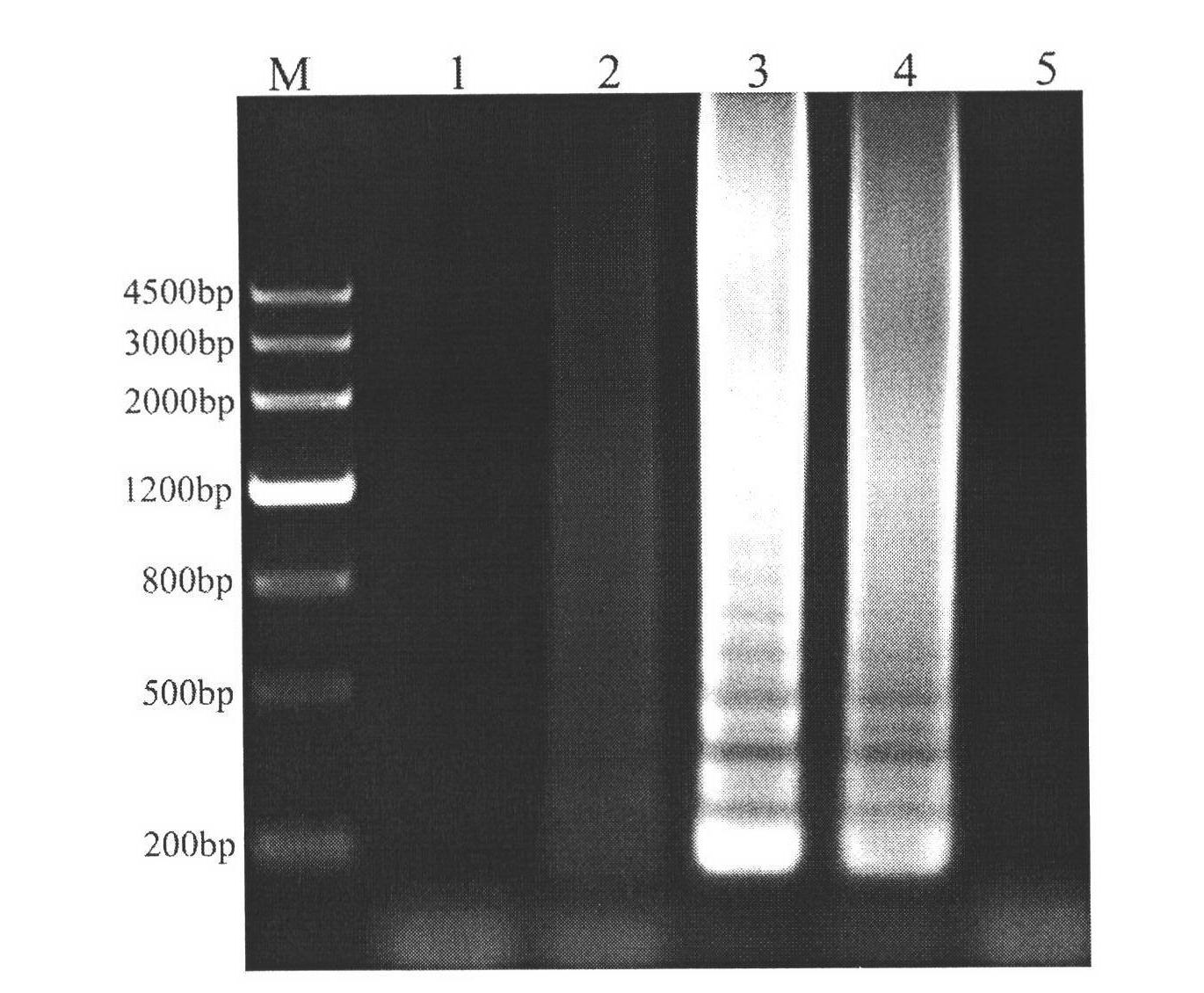 Technology for rapidly detecting rice black-streaked dwarf viruses in plants by reverse transcription-loop-mediated isothermal amplification (RT-LAMP) method