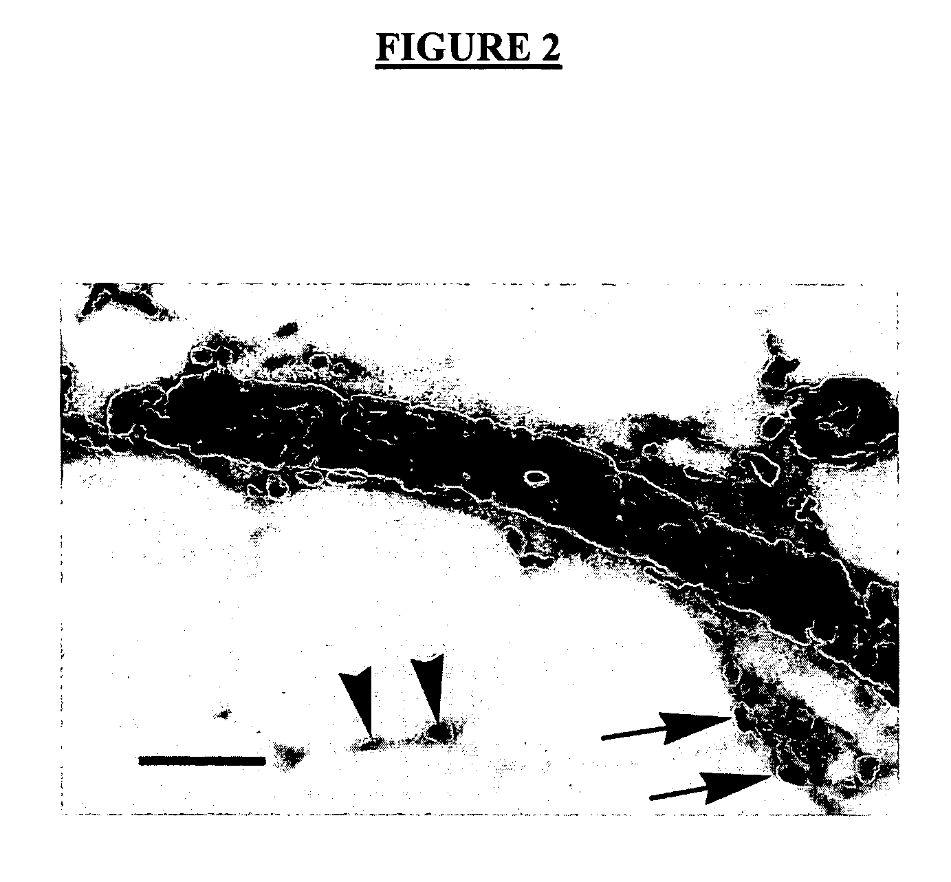 Method of the discrimination and isolation of mammary epithelial stem and colony-forming cells