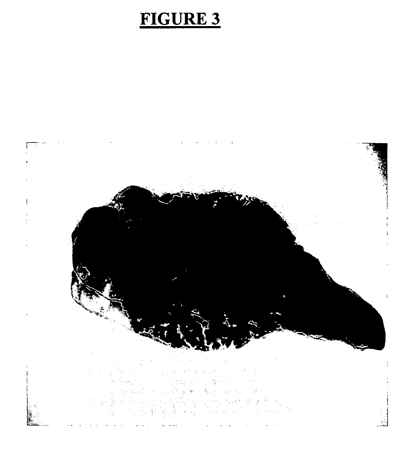 Method of the discrimination and isolation of mammary epithelial stem and colony-forming cells