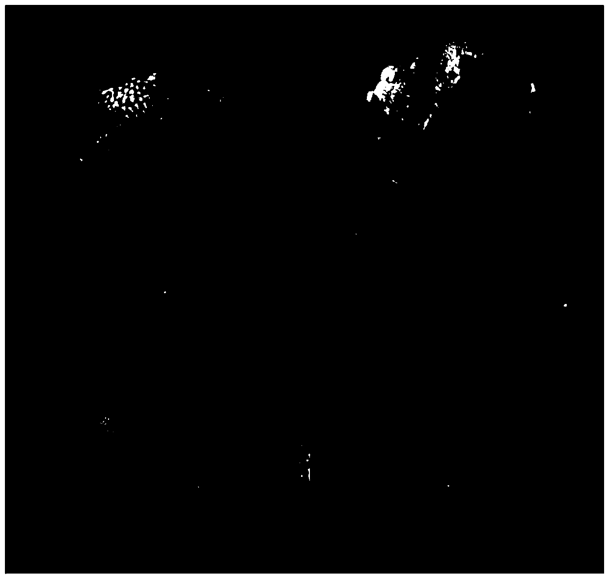 Efficient direct somatic embryogenesis method of rhododendron fortunei