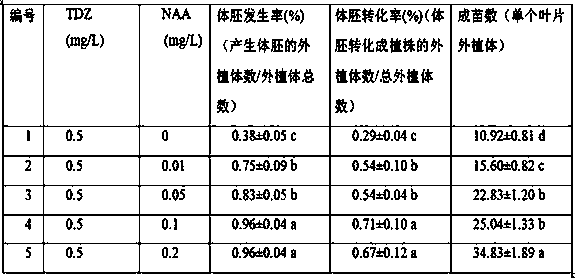 Efficient direct somatic embryogenesis method of rhododendron fortunei