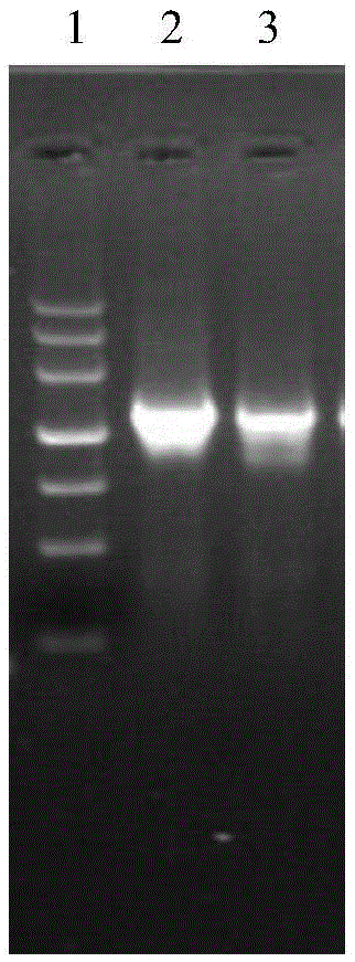 Purification method of candidate antigen glu of Streptococcus mutans recombinant subunit gene engineering vaccine