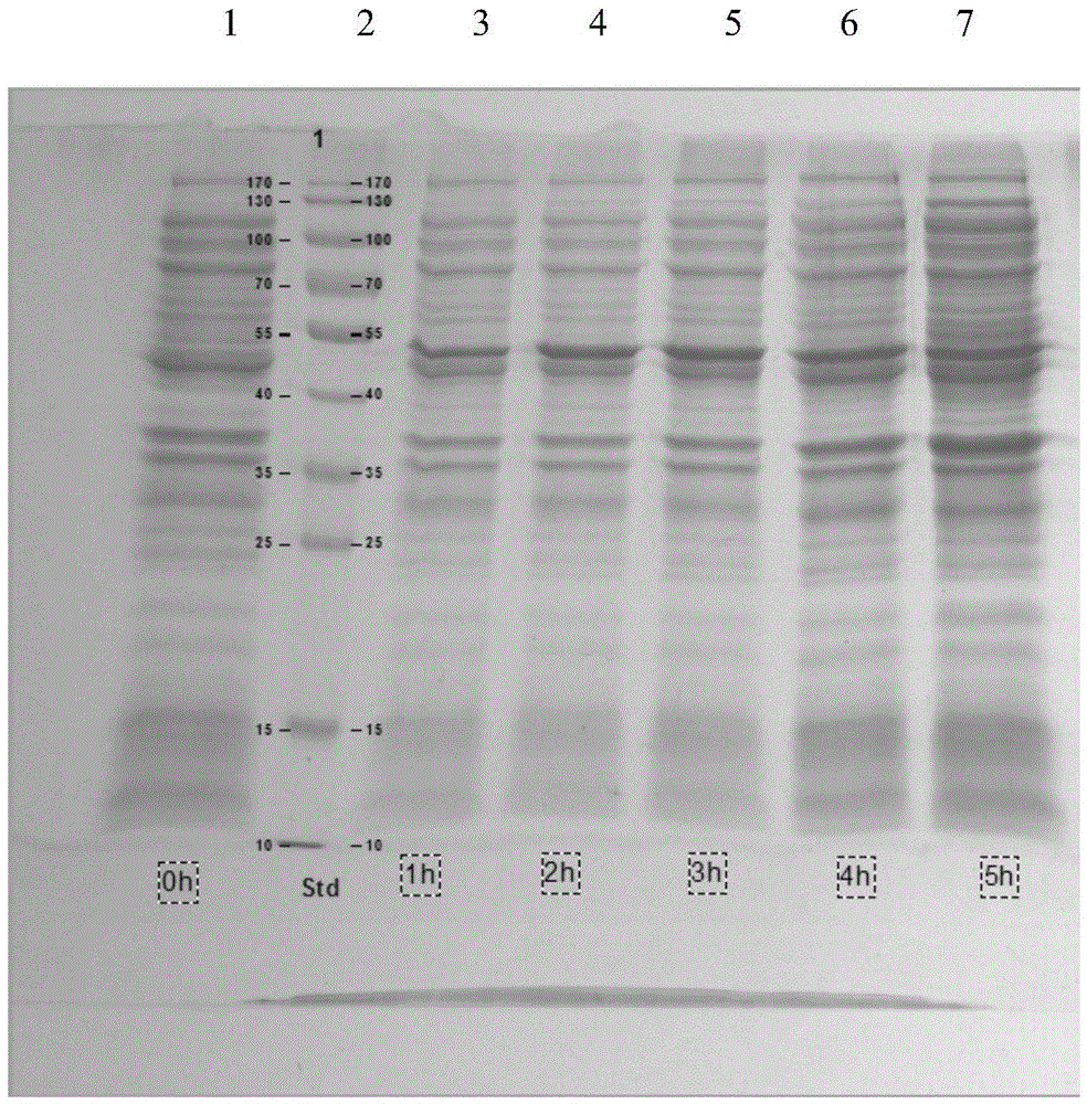 Purification method of candidate antigen glu of Streptococcus mutans recombinant subunit gene engineering vaccine