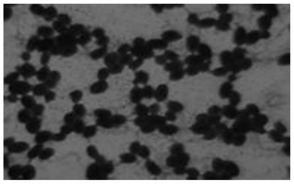 A kind of high-yielding phenylethanol salt-tolerant Rhodotorula colloides strain and its application