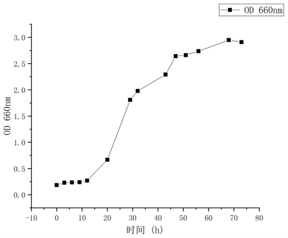 A kind of high-yielding phenylethanol salt-tolerant Rhodotorula colloides strain and its application