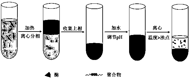 A method for separating and purifying bromelain in a circulating two-phase system