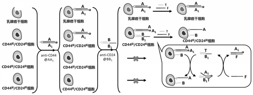 Composition for detecting breast cancer stem cells