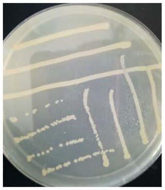 Triazole-degrading bacteria and its application in the treatment of triazole-containing wastewater