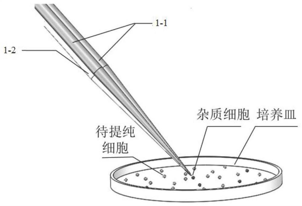 Cell lysis device and cell purification and/or cell lysis method based on cell lysis device