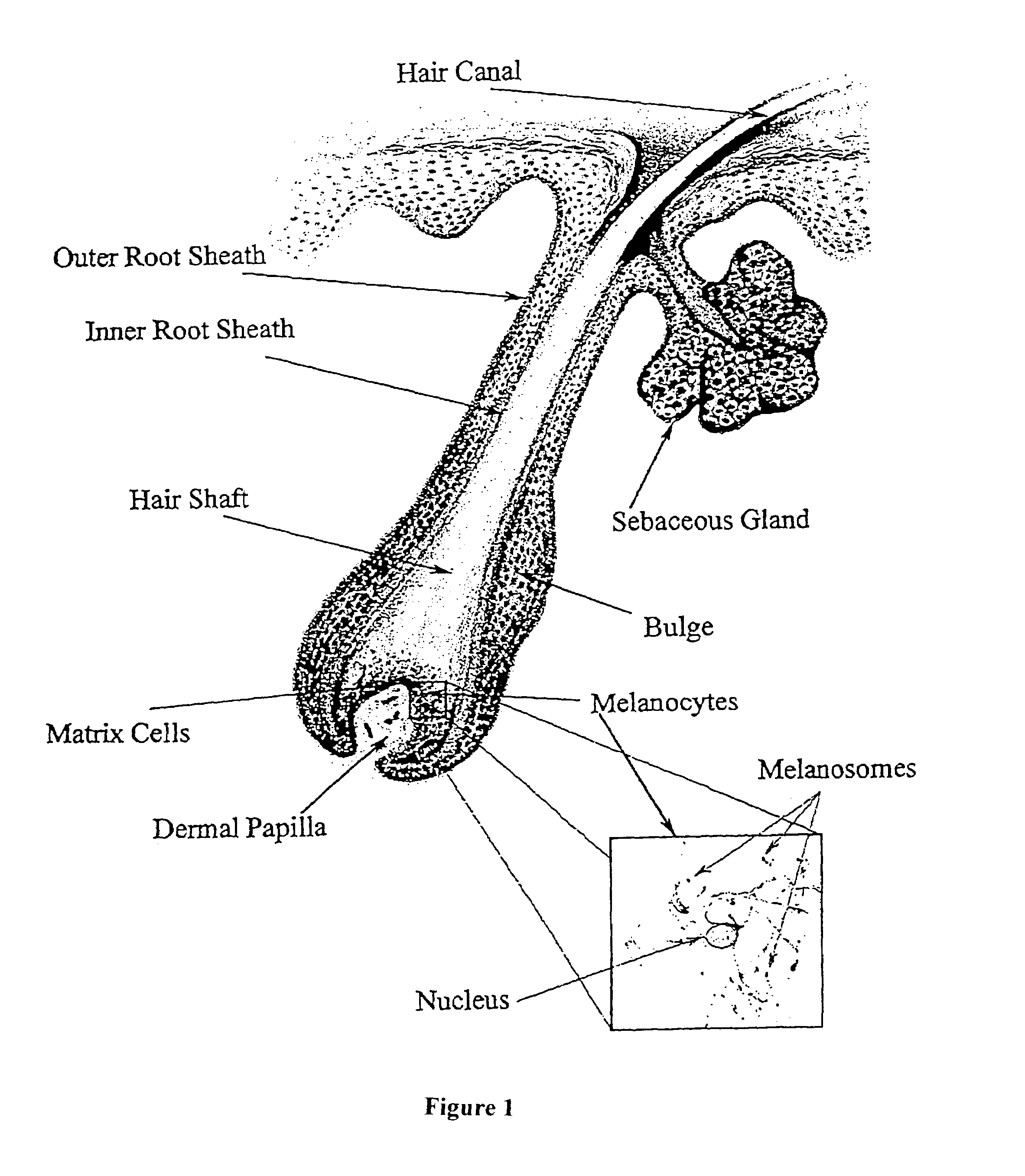 Methods for introducing genes into mammalian subjects