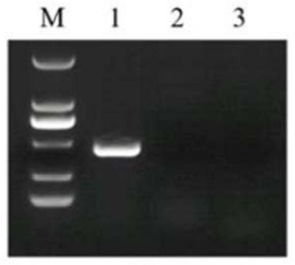 Neospora caninum specific PCR detection kit and preparation method and application