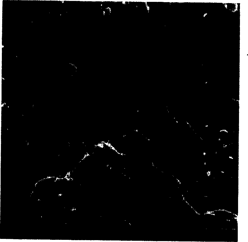 Conducting fiber containing nano car bon tube and its prepn. method