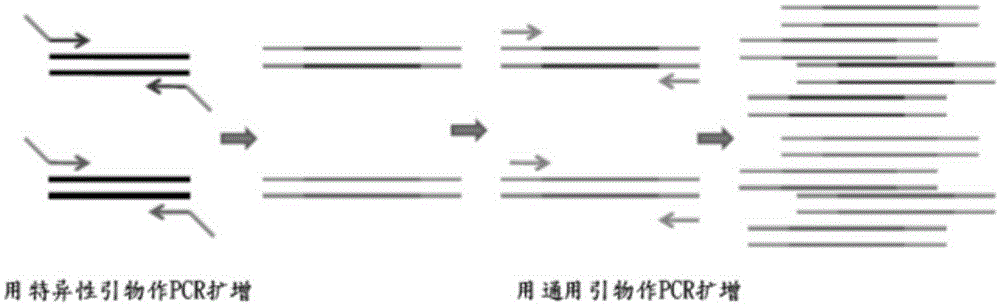 Rapid and sensitive genotype identification and nucleic acid detection