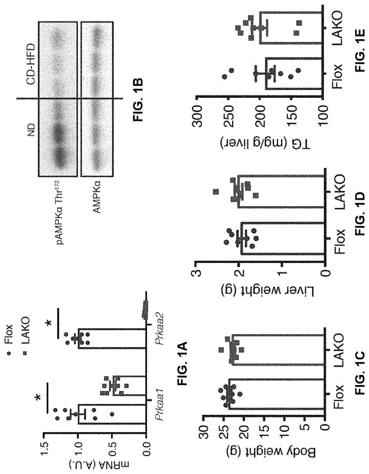 Ampk/caspase-6 axis controls liver damage in nonalcoholic steatohepatitis