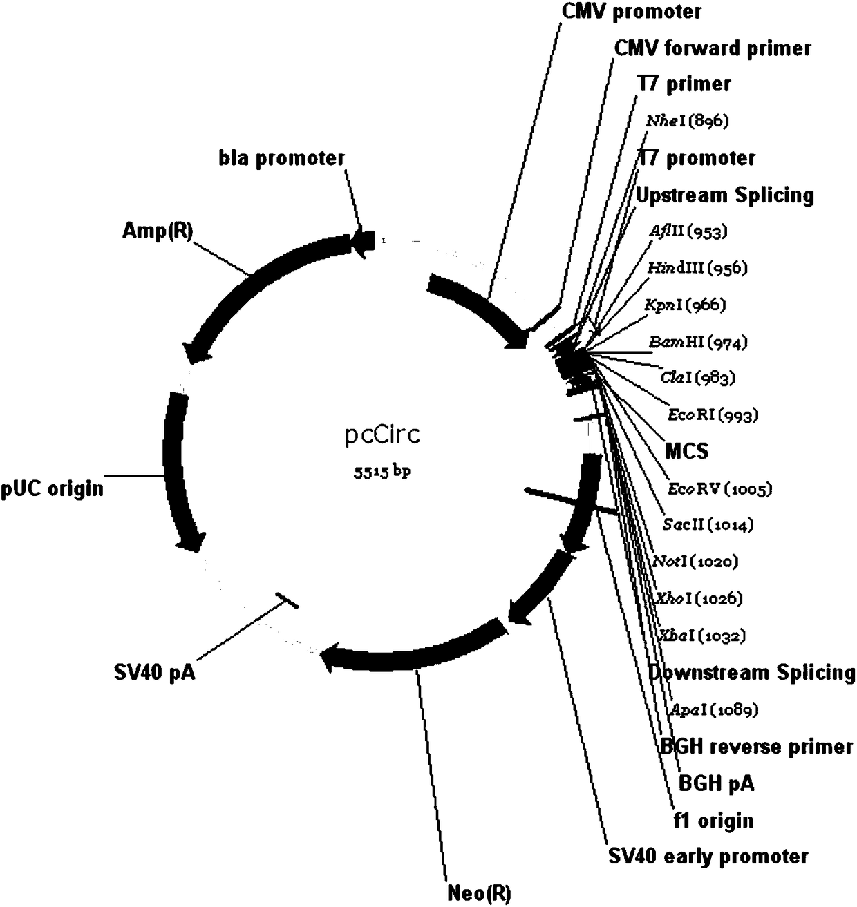 Eukaryotic expression vector for expressing circRNA