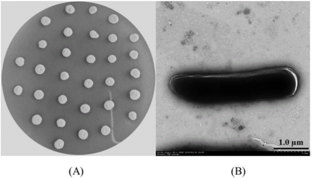 Chloroacetamide herbicide degrading strain, bacterium produced thereby and application thereof