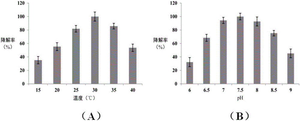 Chloroacetamide herbicide degrading strain, bacterium produced thereby and application thereof