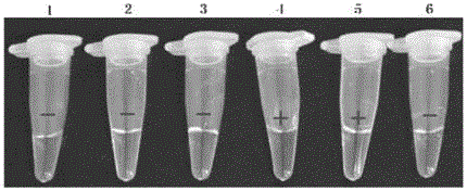 Pig epidemic diarrhea virus S gene RT-LAMP detection kit and detection method