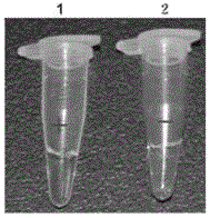 Pig epidemic diarrhea virus S gene RT-LAMP detection kit and detection method