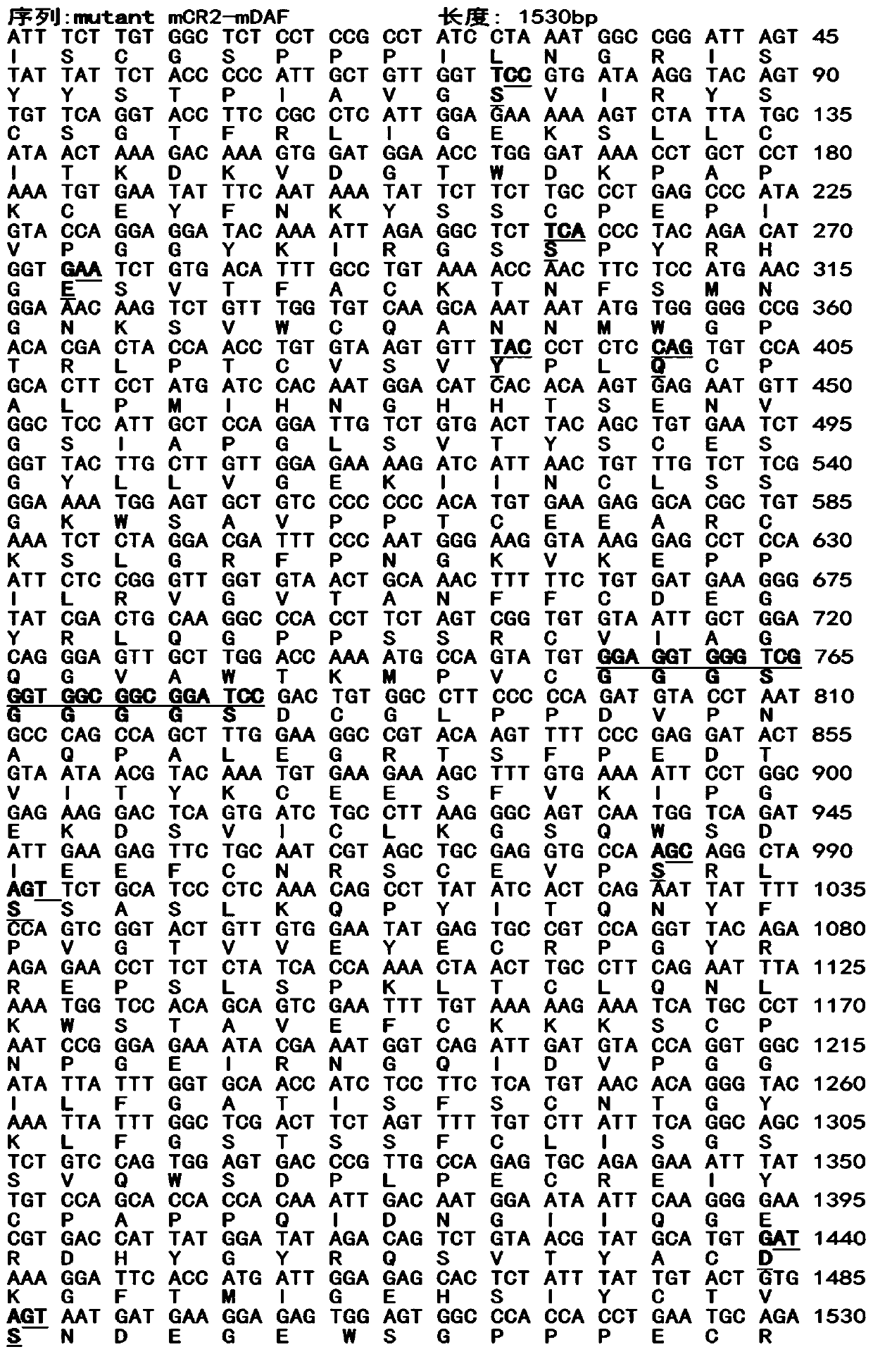 Humanized targeted complement inhibitor protein double-mutant mCR2-mDAF and application thereof