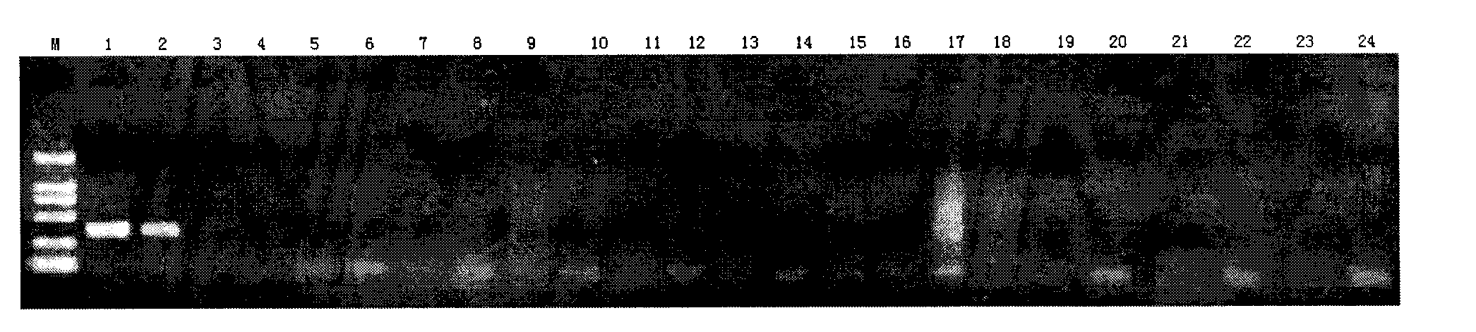 PCR detection kit for zaocys dhumnades