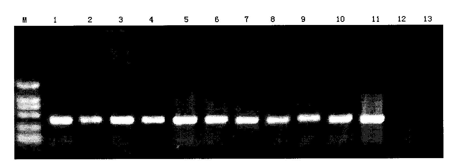 PCR detection kit for zaocys dhumnades